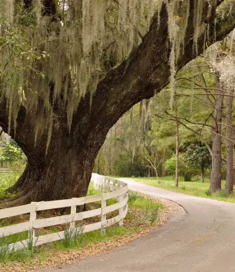 willow tree with moss at a bend in road